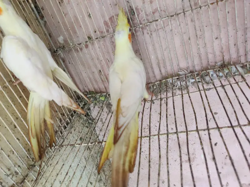 cocktail pair & Australian parrot  available in reasonable price — photo 9