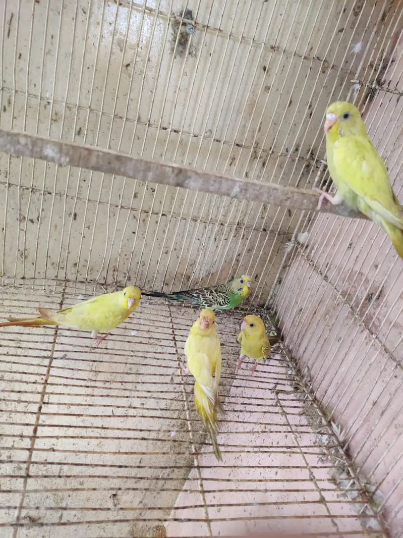 cocktail pair & Australian parrot  available in reasonable price — photo 10
