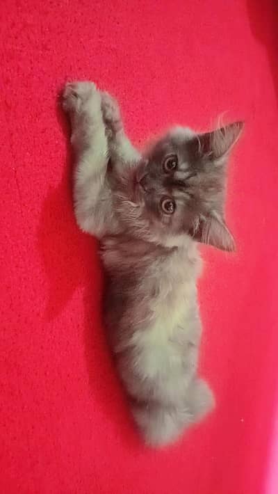  cat