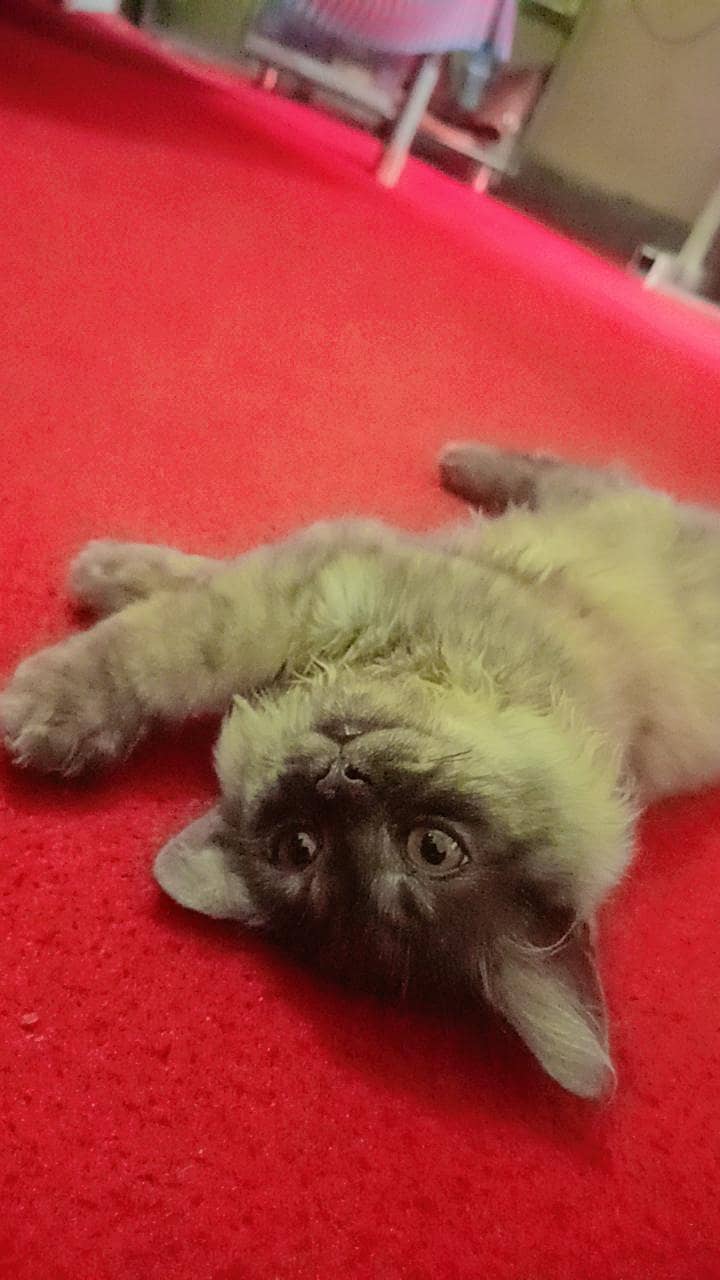  cat 1