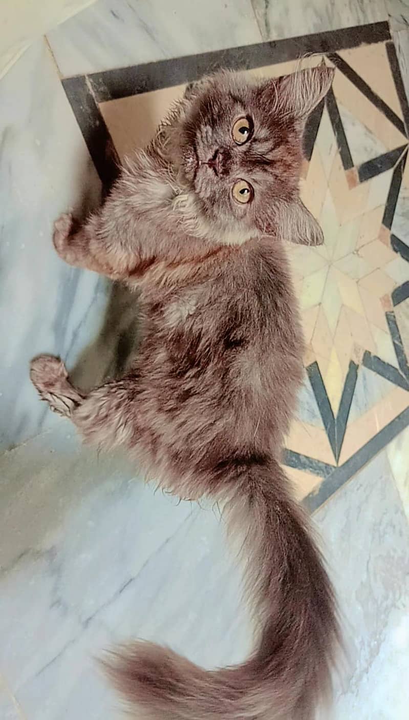  cat 2