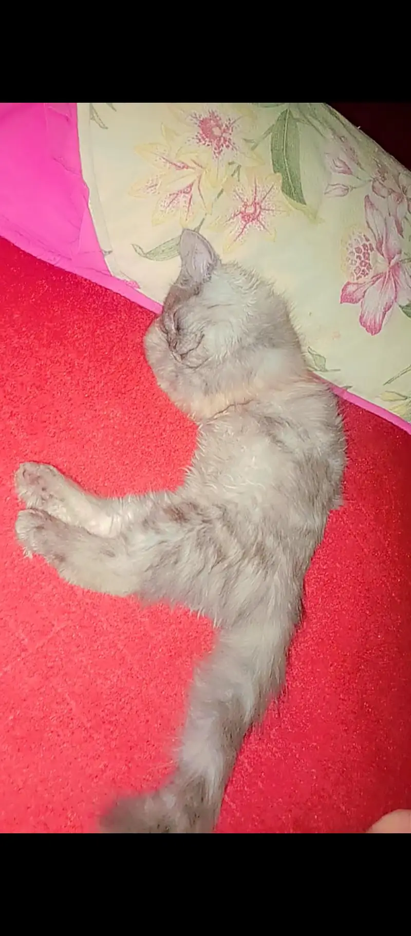  cat — photo 4
