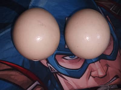 Genuine Empty Ostrich Egg Shells – Perfect for Crafts, Decor & Carving