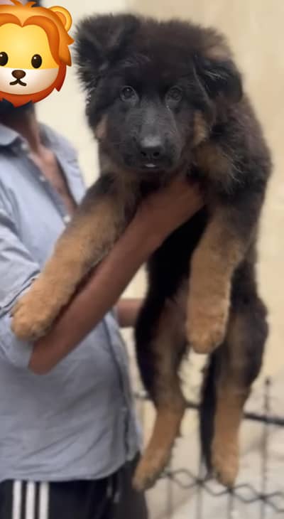 long cort top quality german shepherd male puppy for sale
