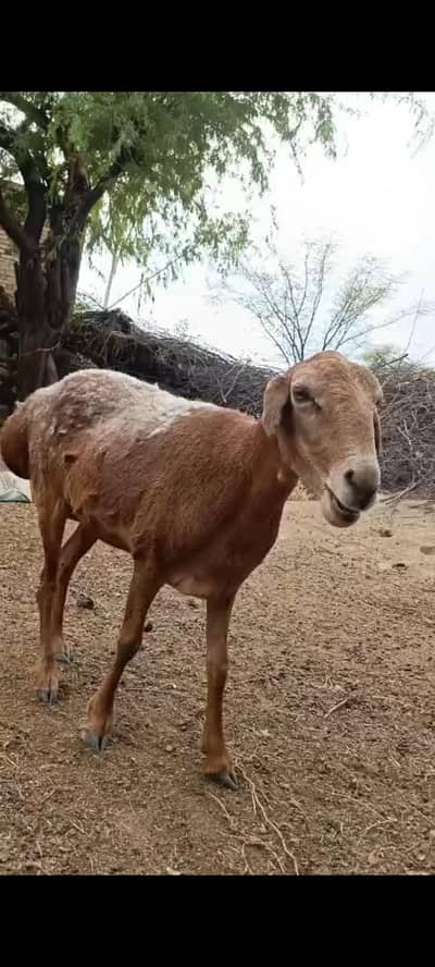 Chaki Dumba Dumbi Jora for sale