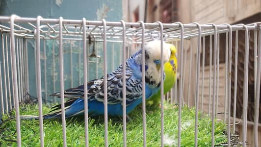 Blue ExhibitionMale/ King Exi Working Patha Male / TCB Exi Working