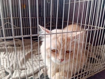 cat 4 sale