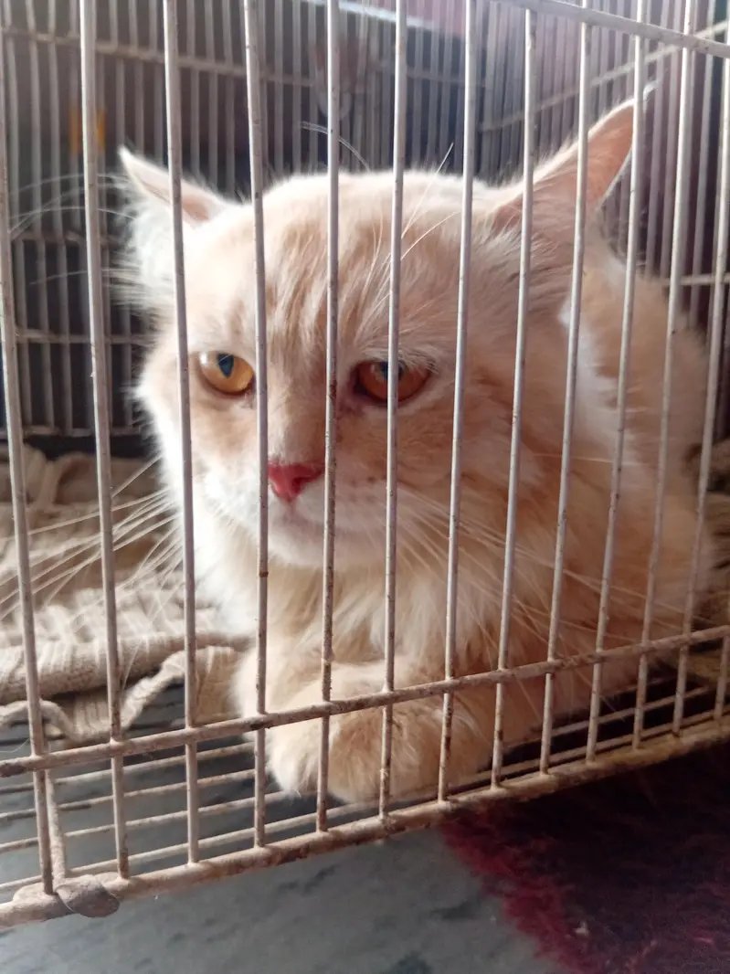 cat 4 sale — photo 2