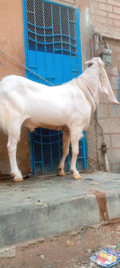 gulabi breeder male barey wajood ma hai video available