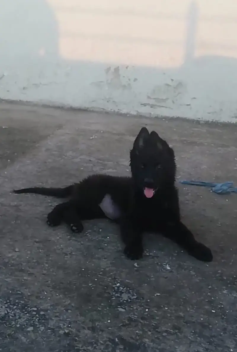 Black German Shepherd puppy (03135019423)