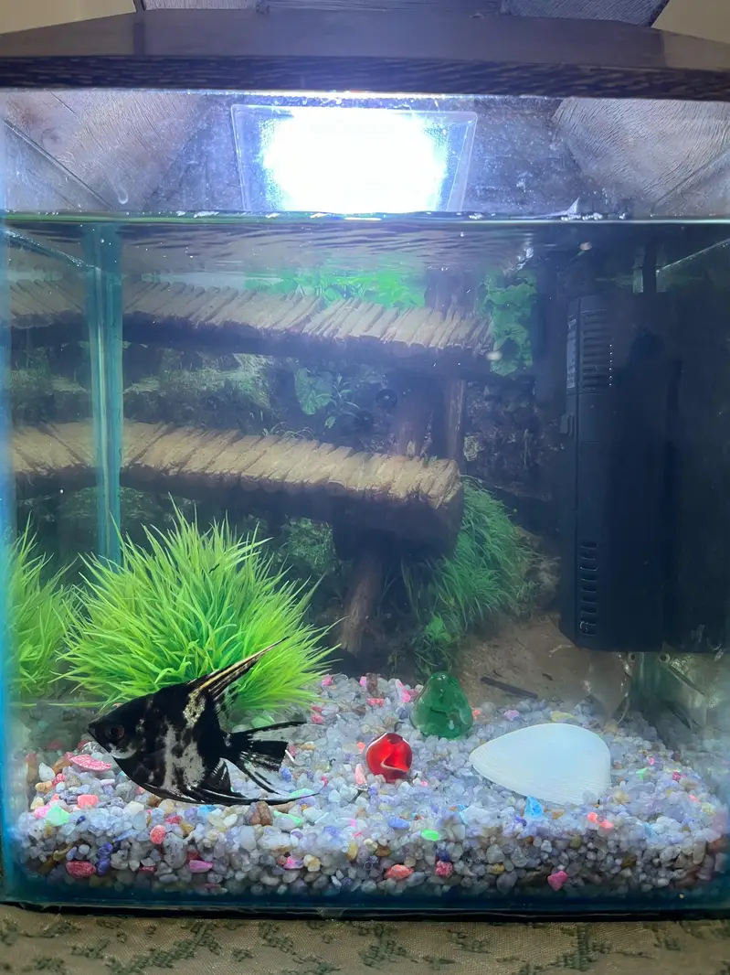 aquarium and 2 angle. . — photo 6
