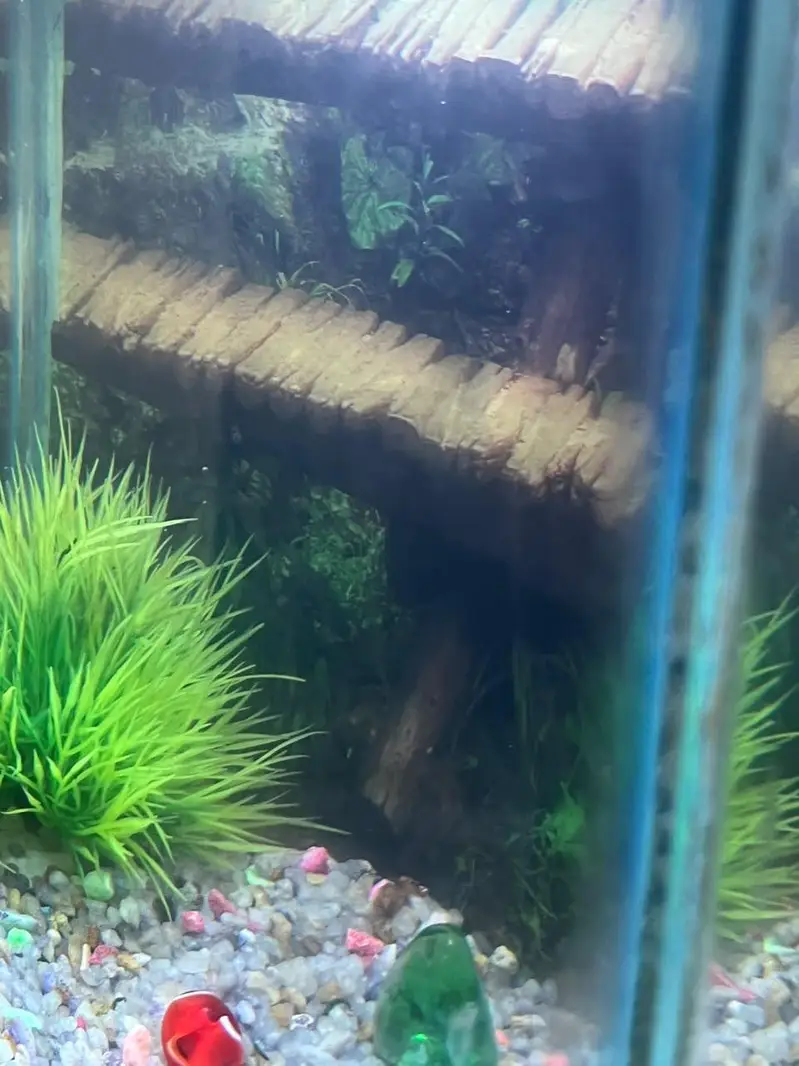aquarium and 2 angle. . — photo 8