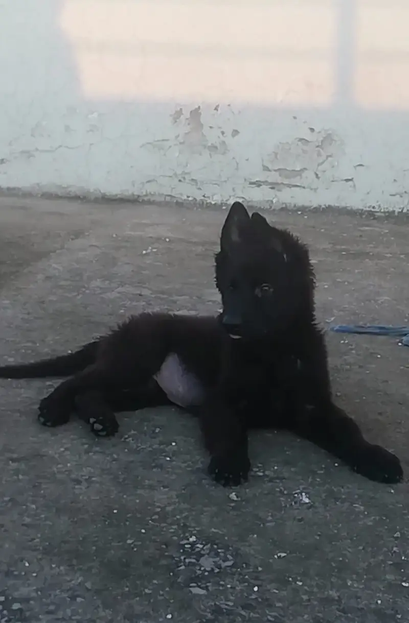 Black German Shepherd puppy (03135019423) — photo 2