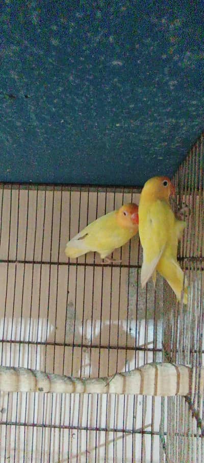 love birds breeder pairs available