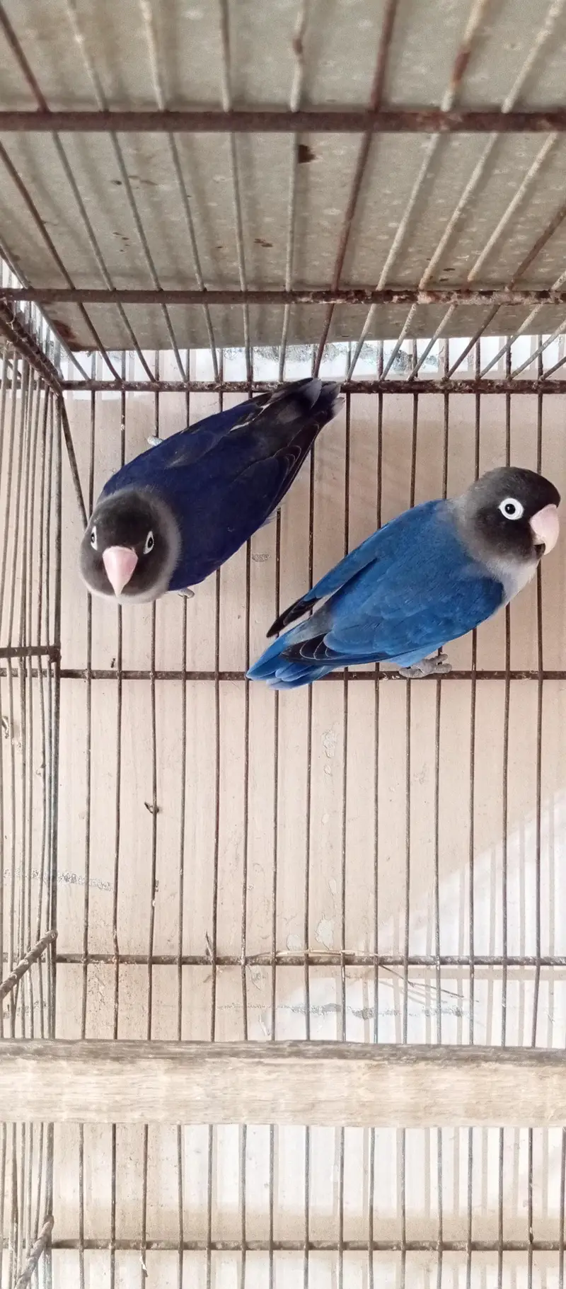 love birds breeder pairs available — photo 2