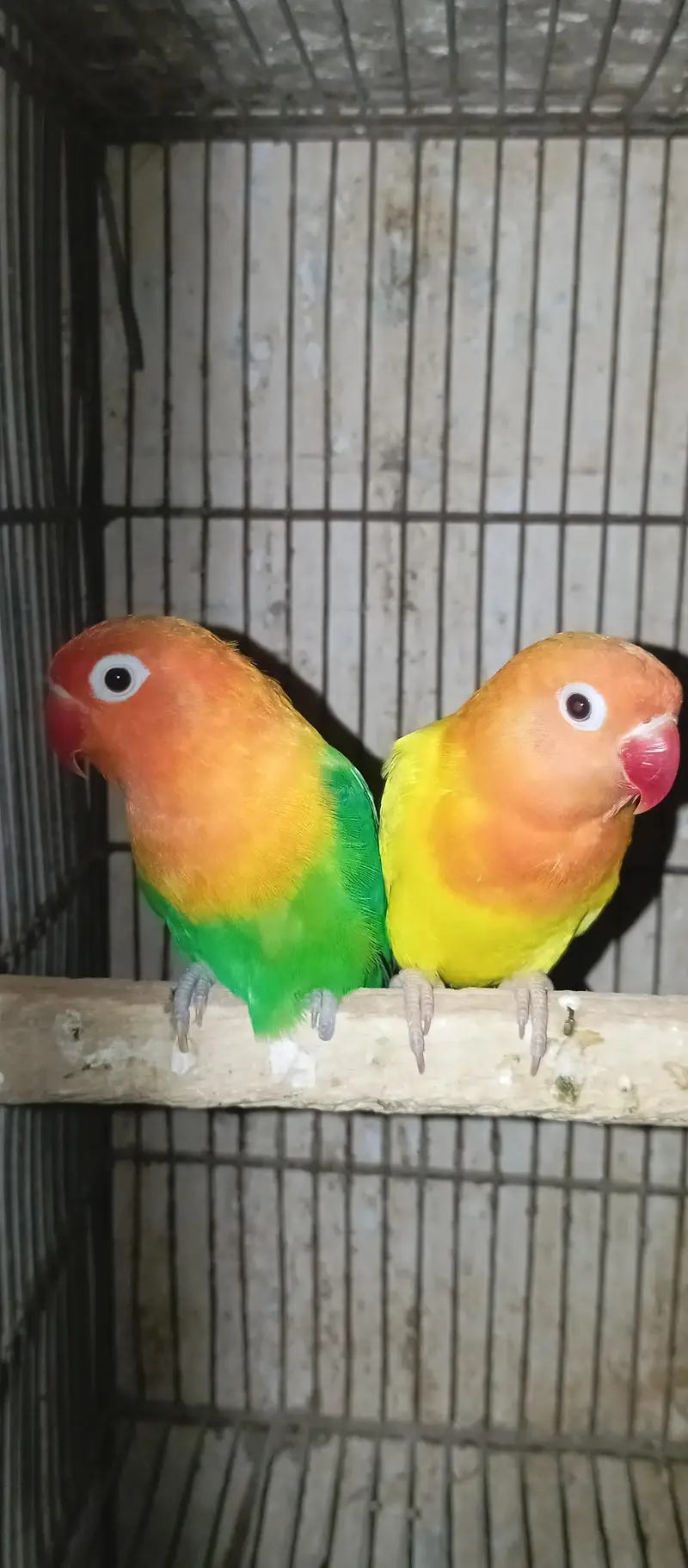 love birds breeder pairs available — photo 4