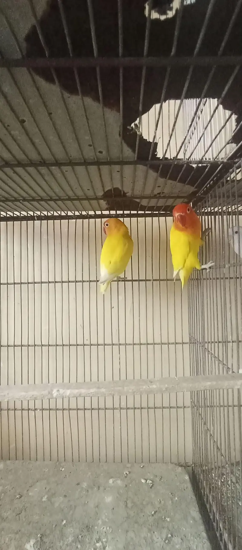 love birds breeder pairs available — photo 5