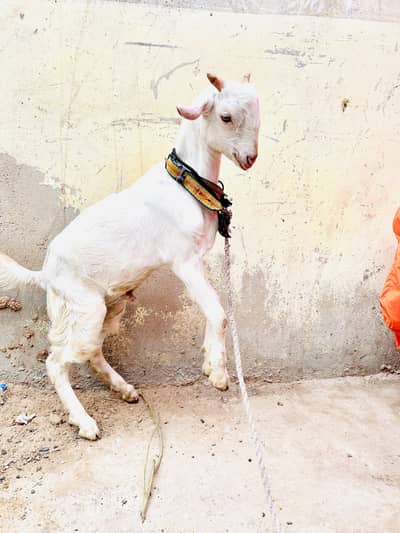 teddy gulabi bakra