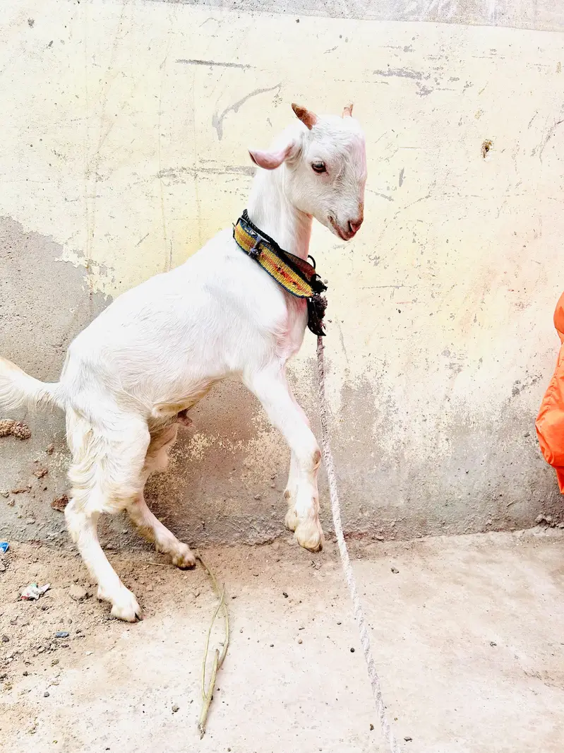 teddy gulabi bakra
