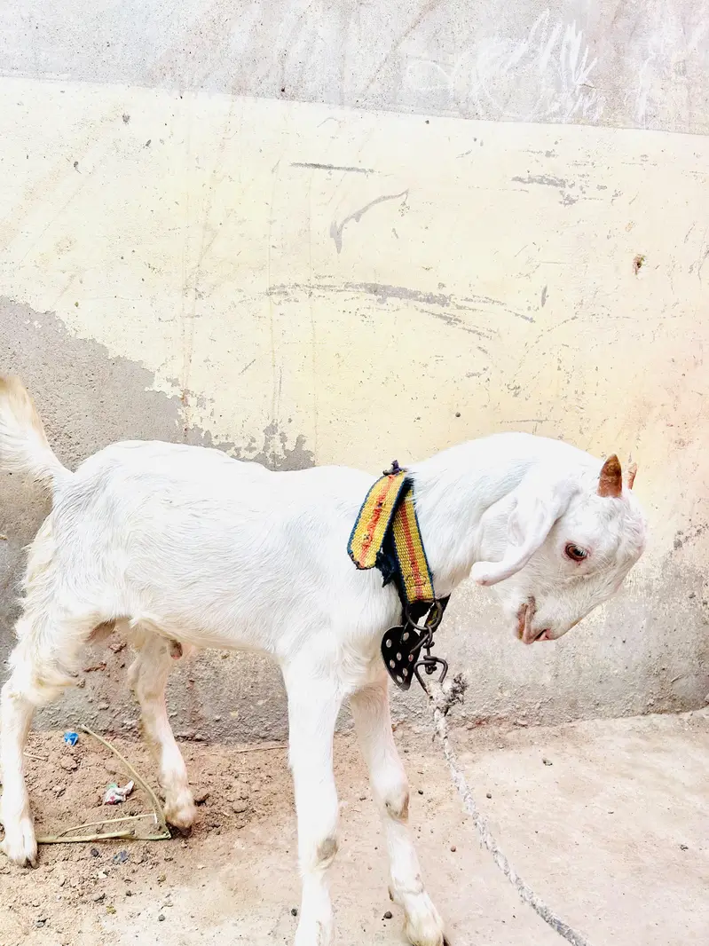 teddy gulabi bakra — photo 2