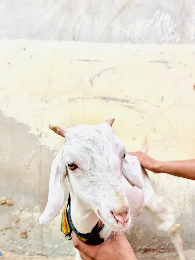 teddy gulabi bakra — photo 3