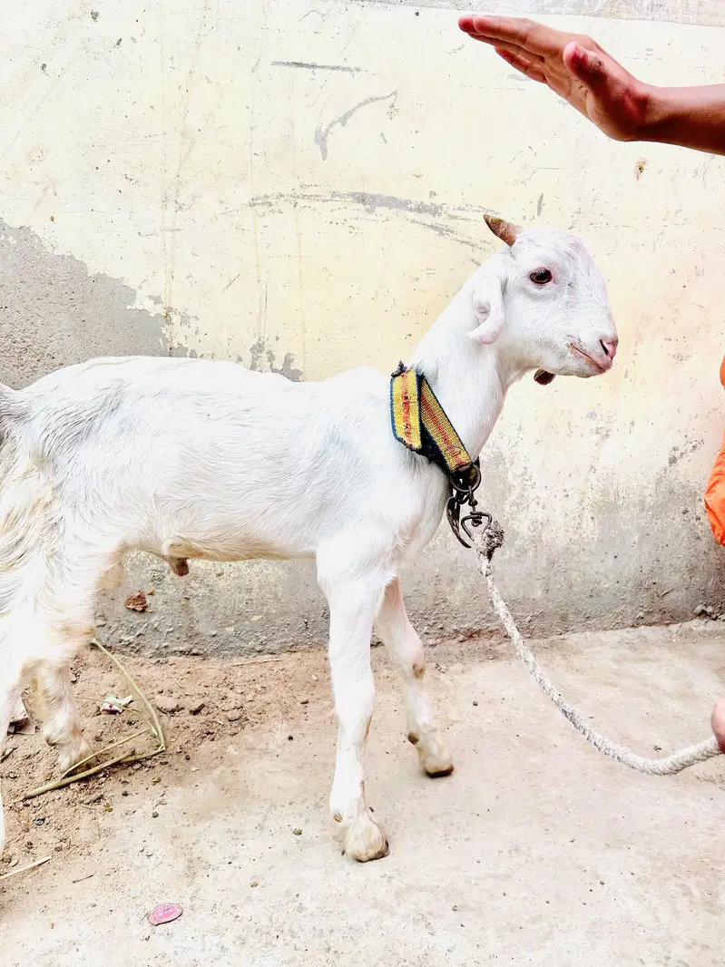 teddy gulabi bakra — photo 4