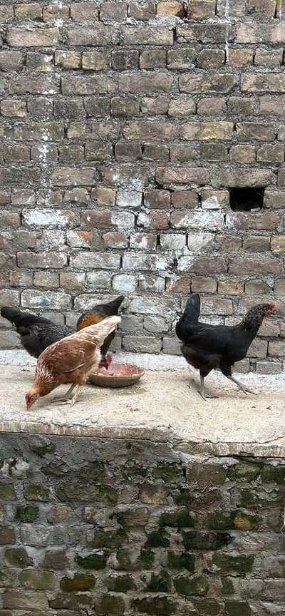 5 eggs laying hens and 1 rooster