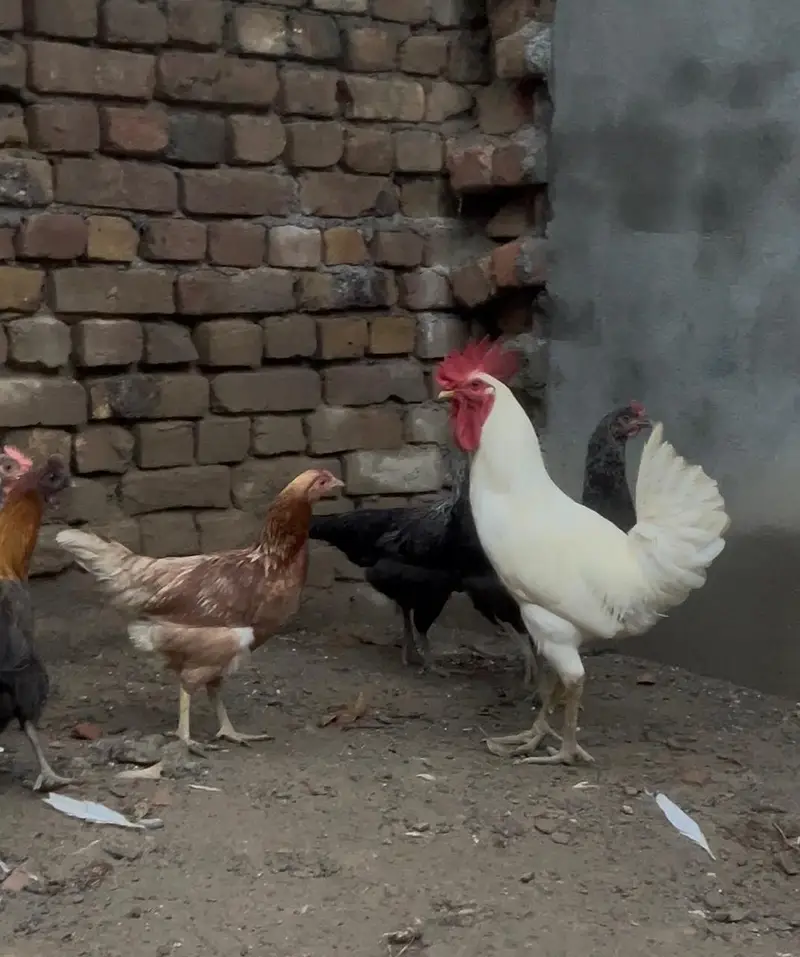 5 eggs laying hens and 1 rooster - MUST READ DESCRIPTION — photo 2