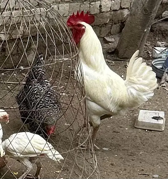 5 eggs laying hens and 1 rooster - MUST READ DESCRIPTION — photo 3