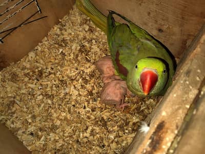 raw female breeder