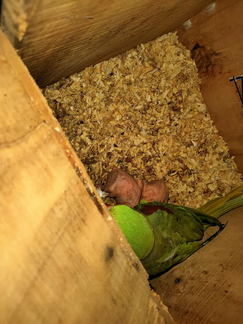 raw female breeder — photo 2