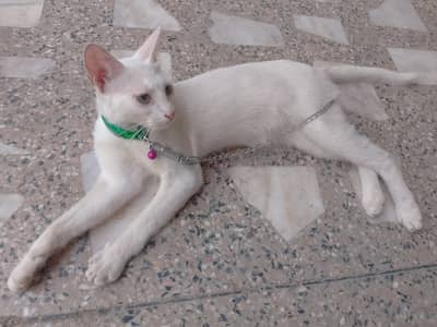 Rare odd-Eyed white Cat Green and Blue Eyes