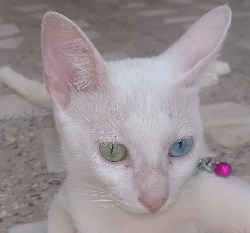 Rare odd-Eyed white Cat Green and Blue Eyes — photo 2