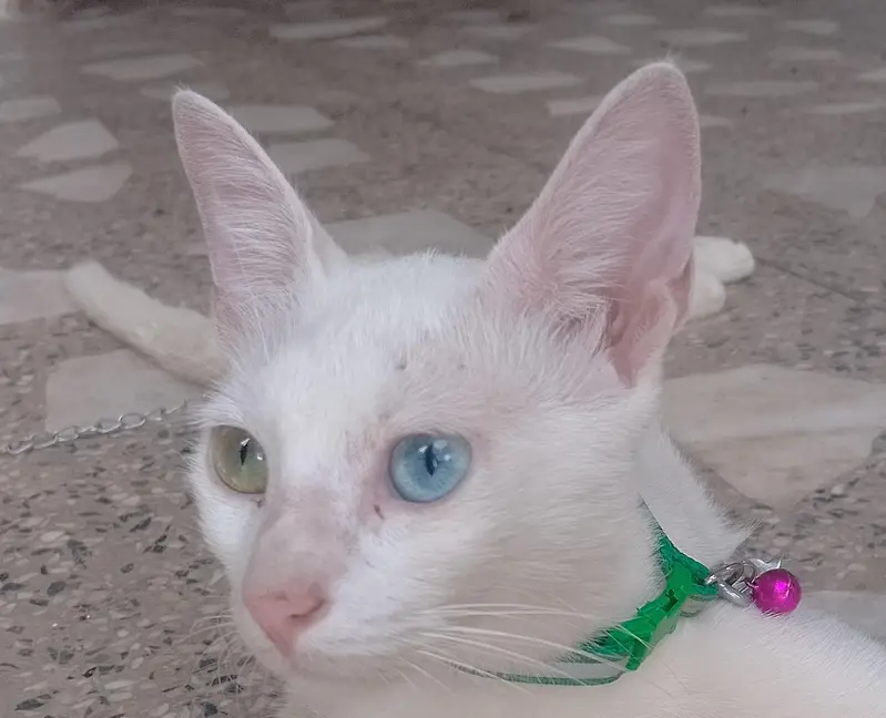 Rare odd-Eyed white Cat Green and Blue Eyes — photo 3