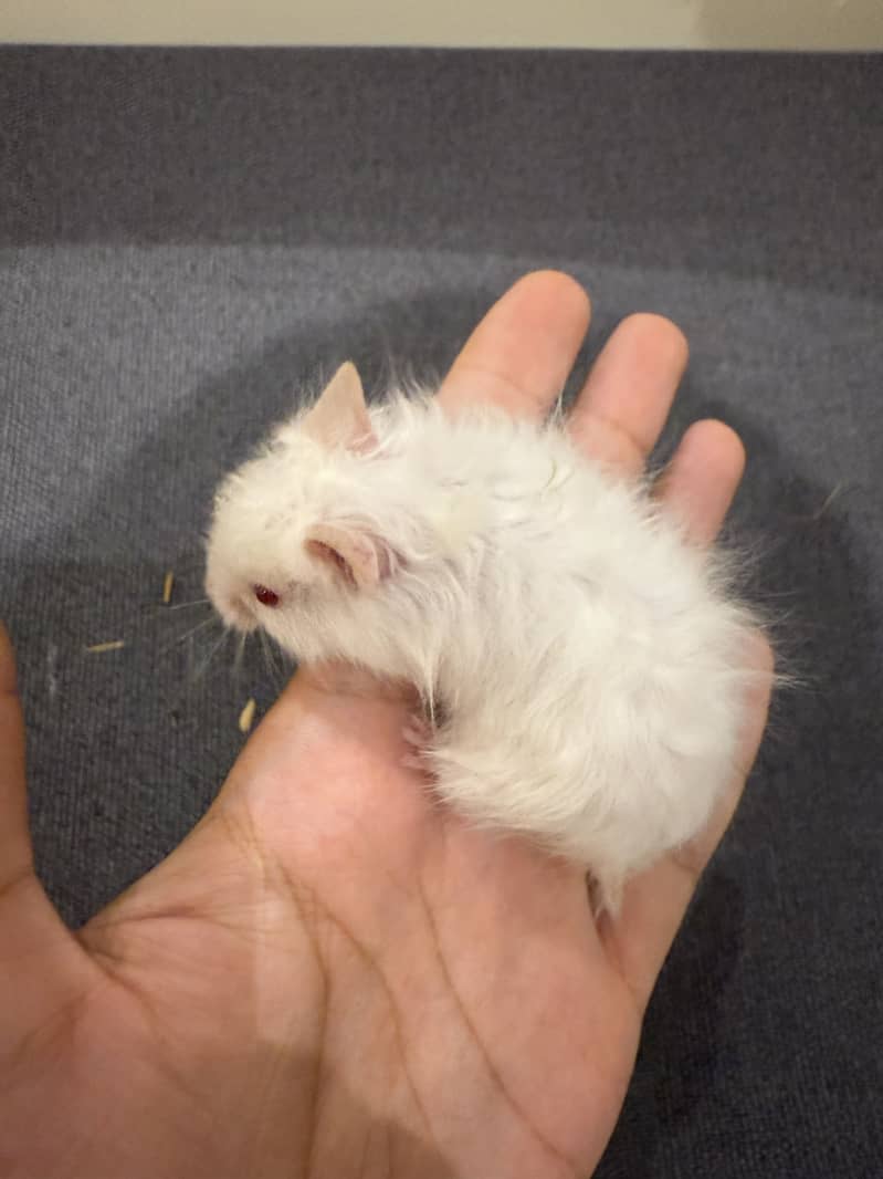 Hamster 0