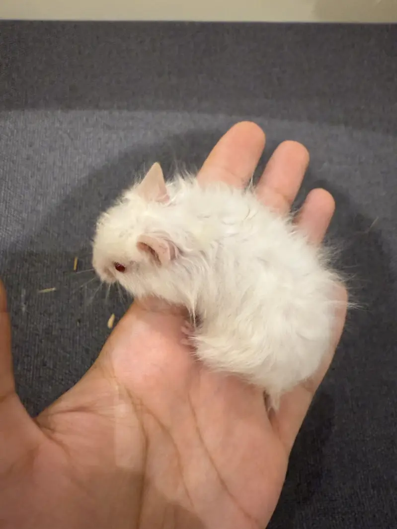 Hamster