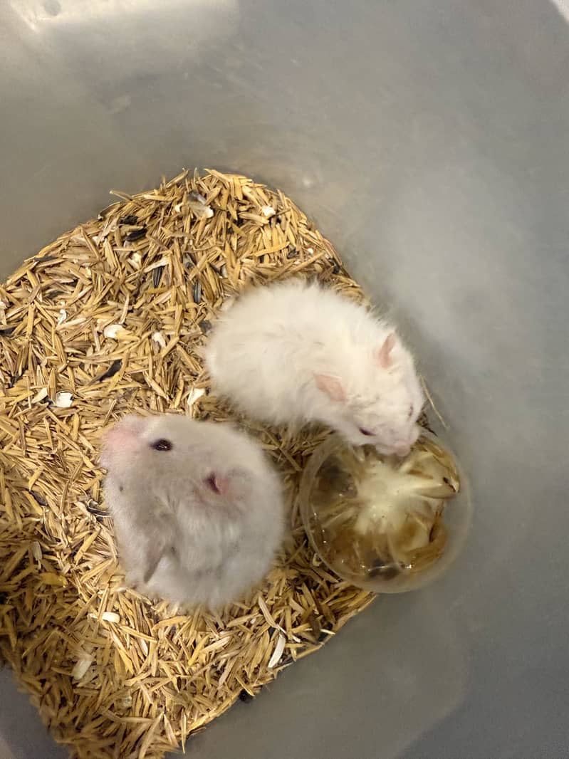 Hamster 1