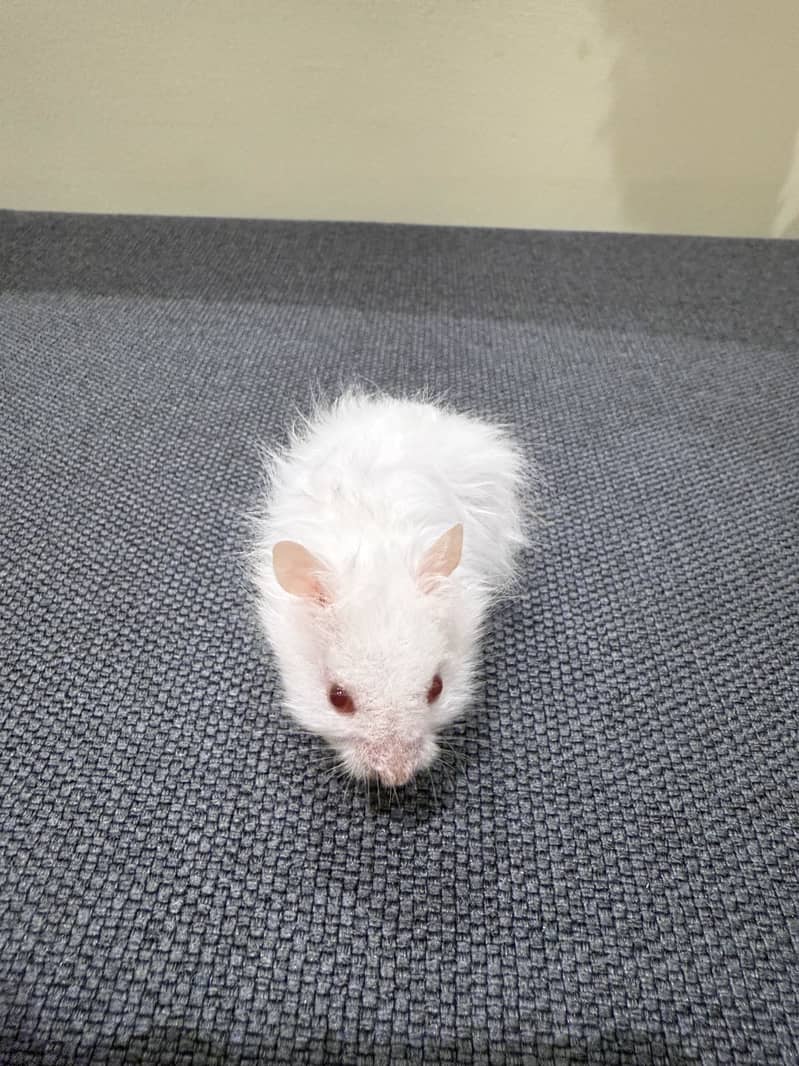 Hamster 2