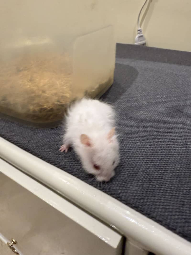 Hamster 3