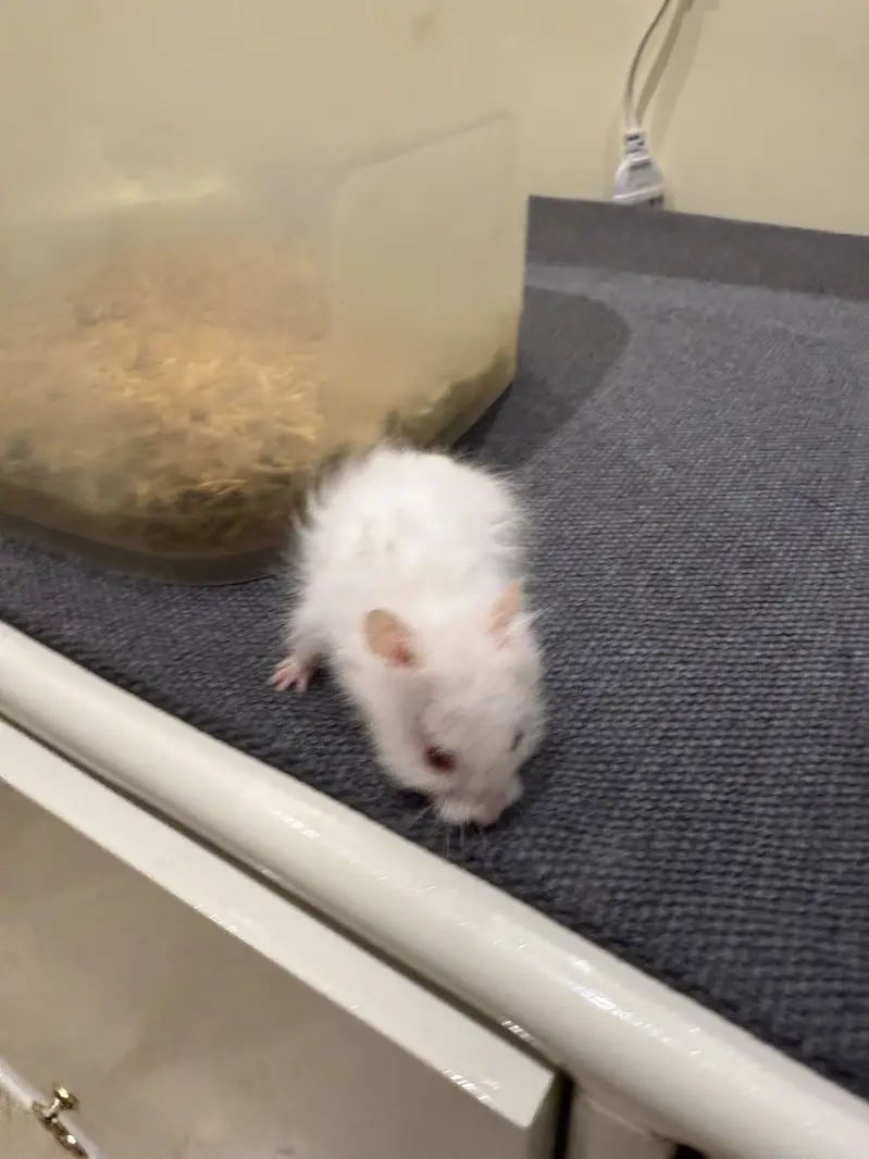 Hamster — photo 4