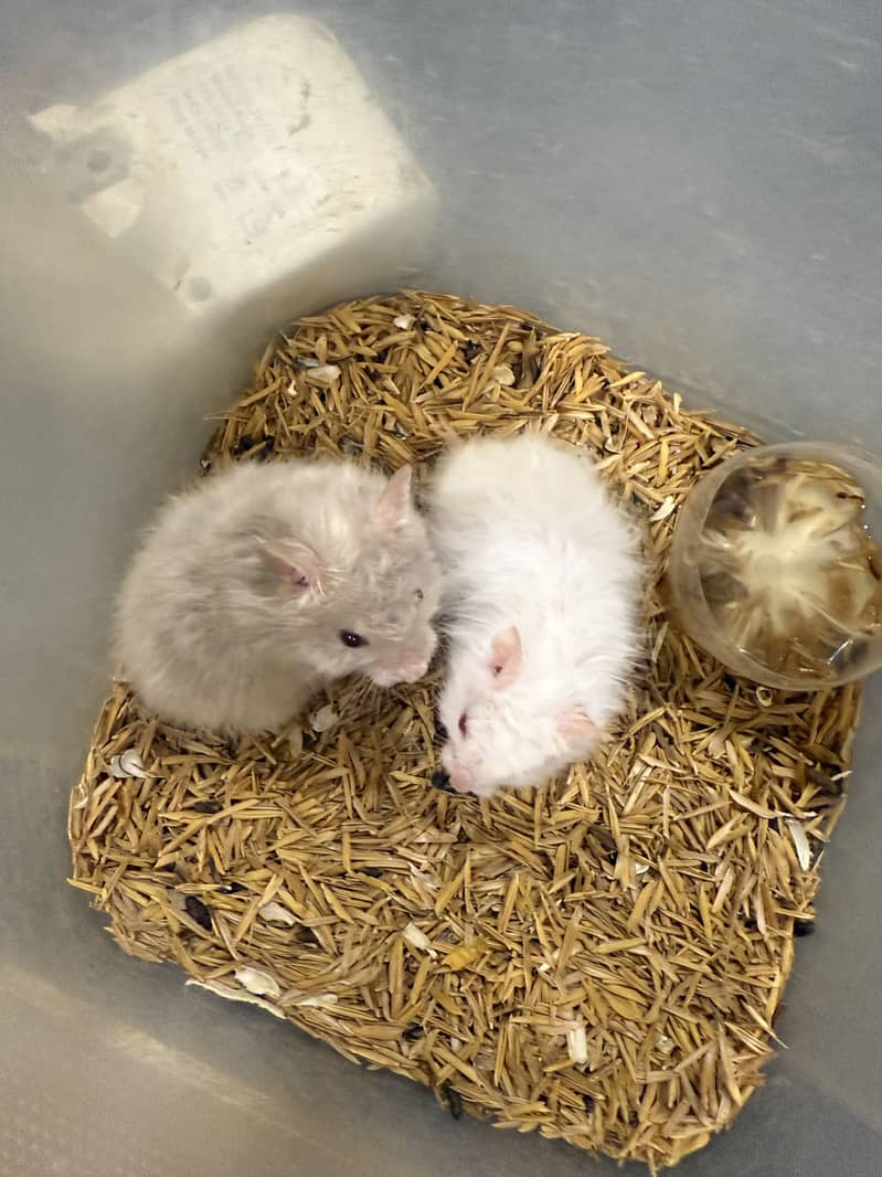 Hamster 4