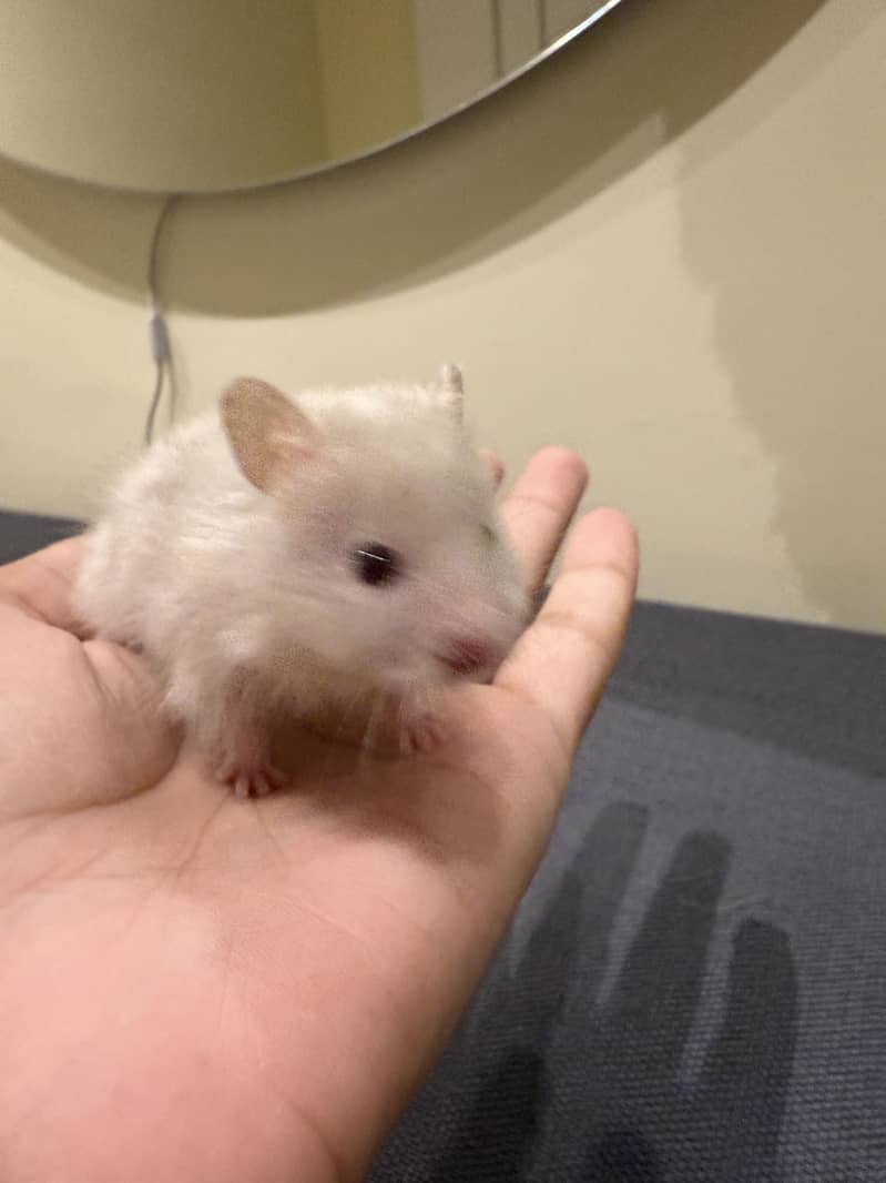 Hamster 5