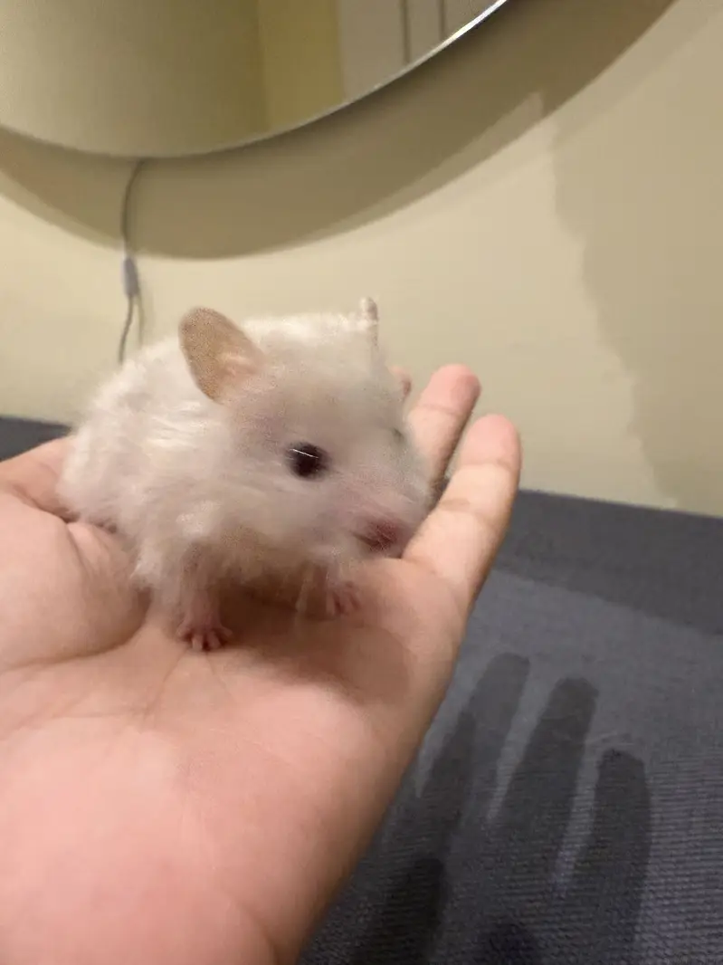 Hamster — photo 6