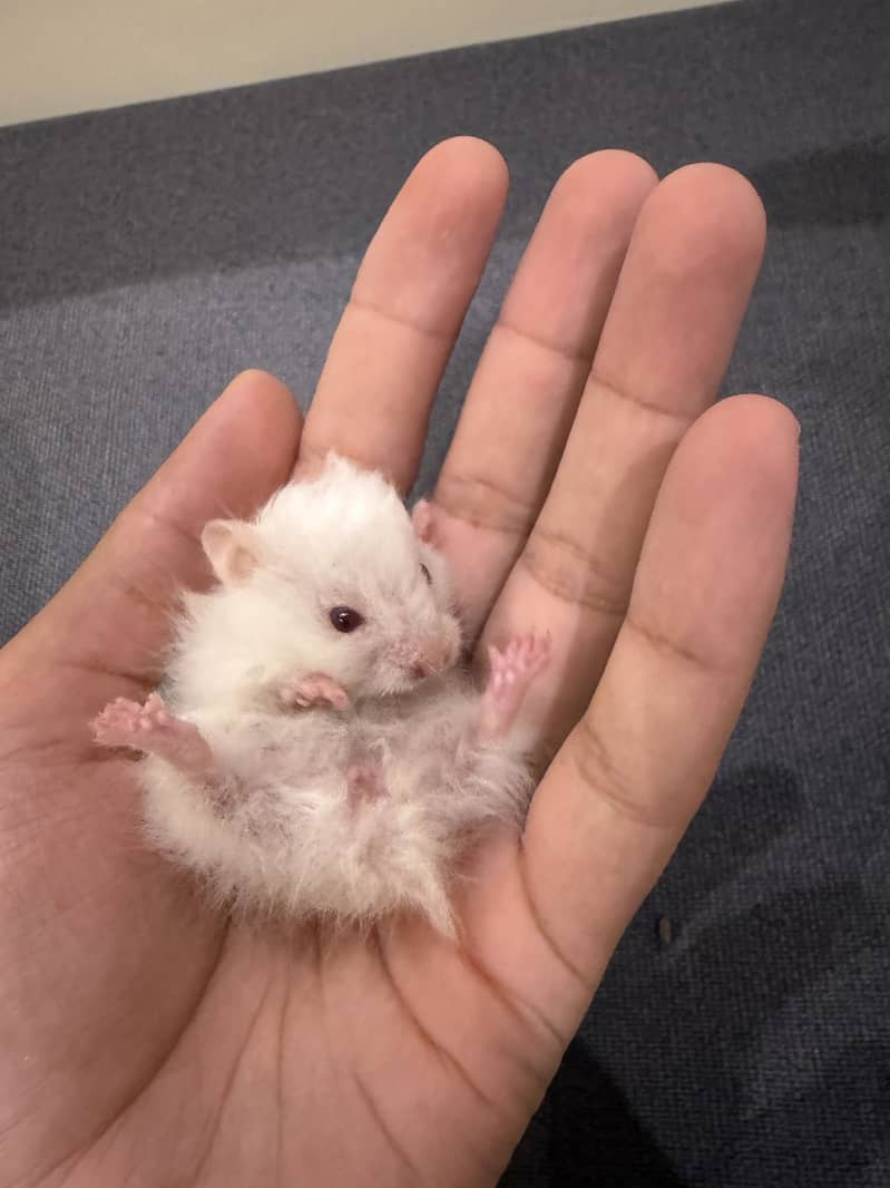 Hamster 6