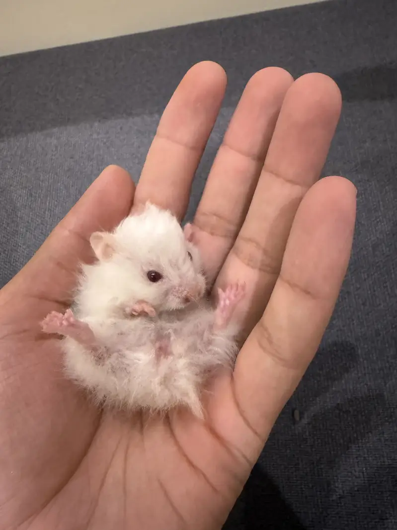 Hamster — photo 7