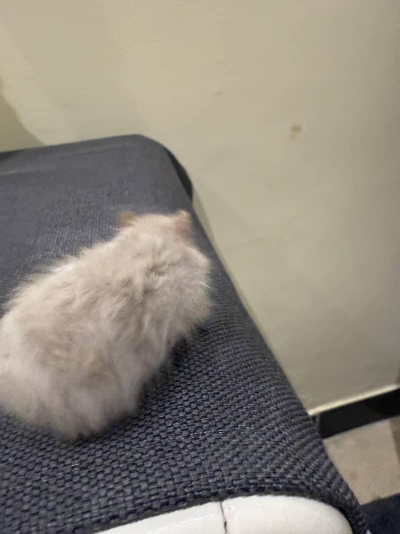 Hamster 7