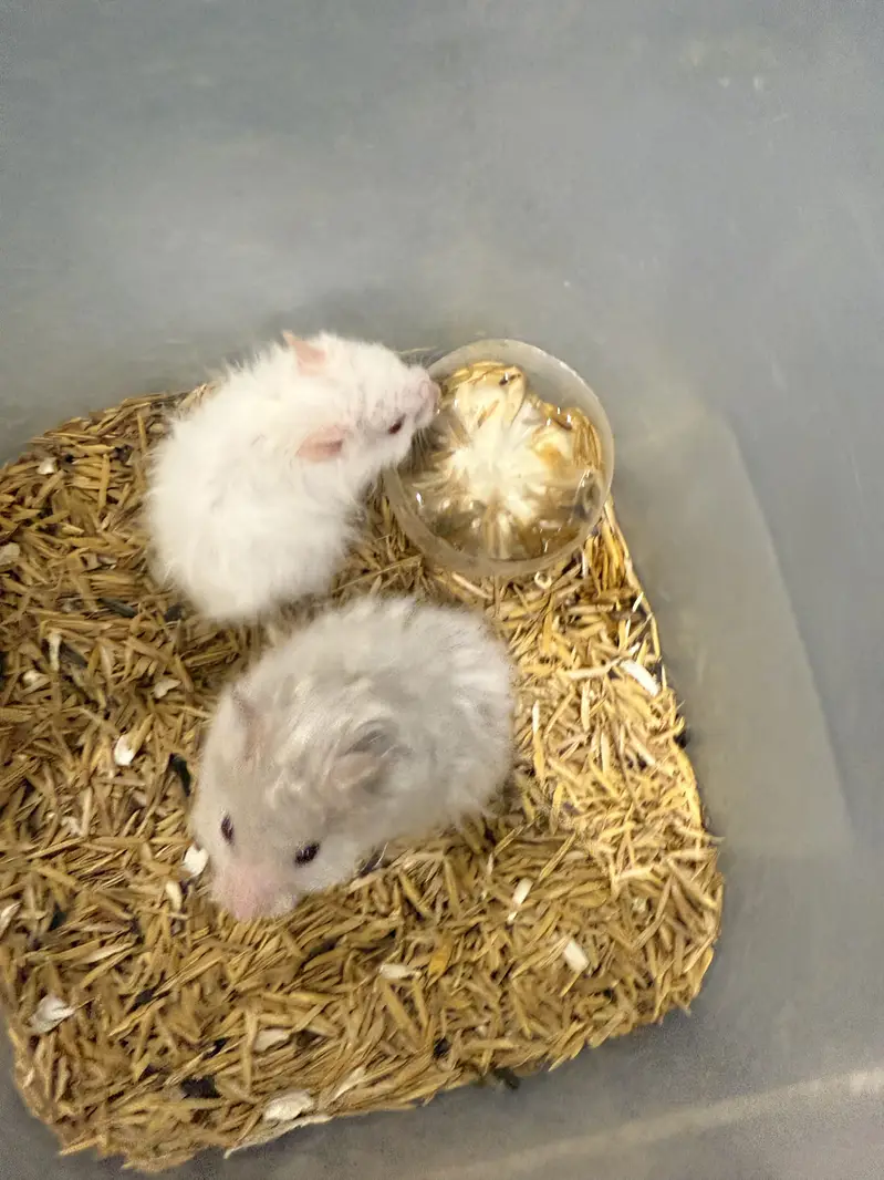 Hamster — photo 9