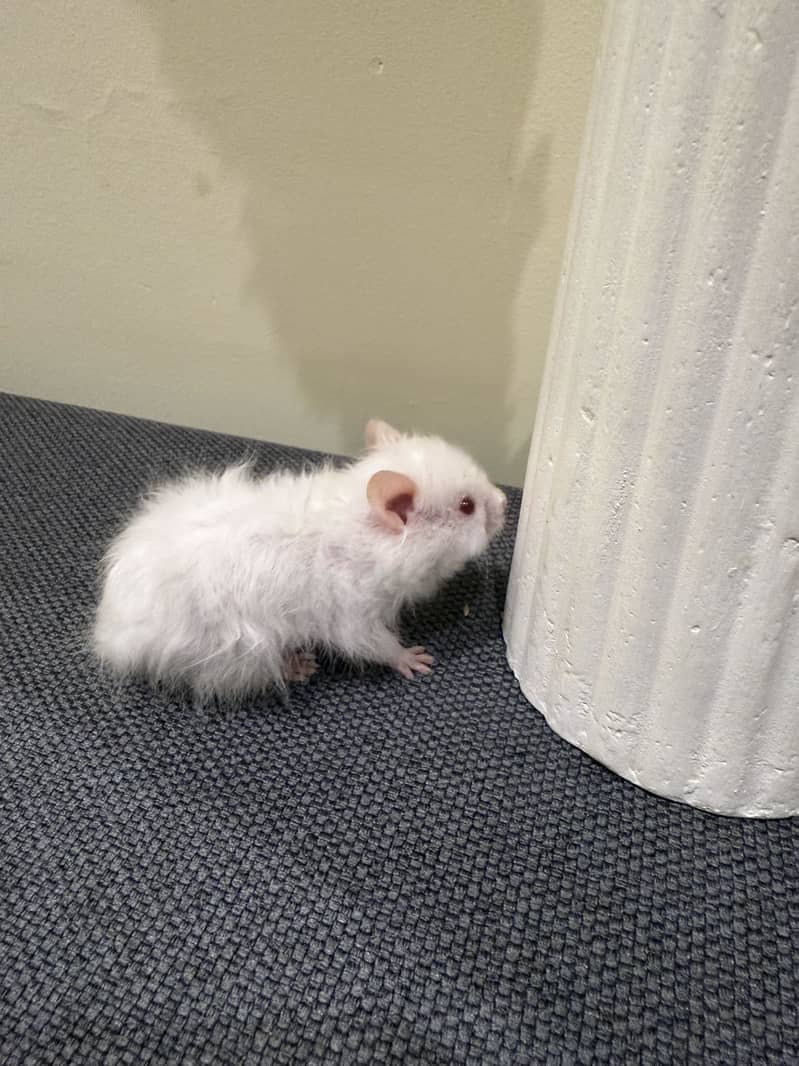 Hamster 9