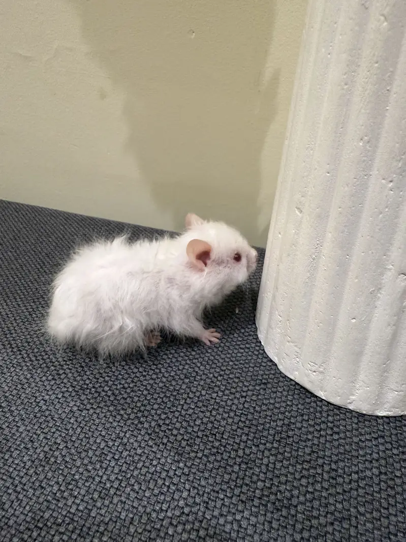 Hamster — photo 10