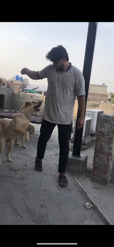 British Labrador